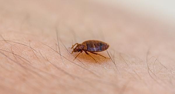 bed bug crawling on skin