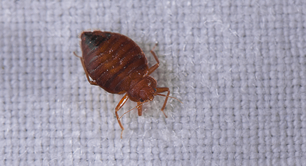 a bed bug crawling on a bed