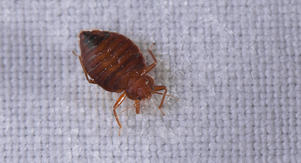 Why Are There Bed Bugs In My Worcester Home?