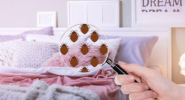 bed bug illustration through magnifying glass