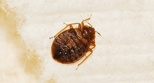 bed bug crawling across bed