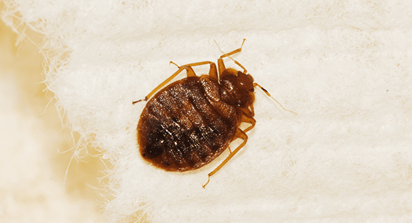 Do Humans Carry Bed Bugs - walmart bunk bedsca