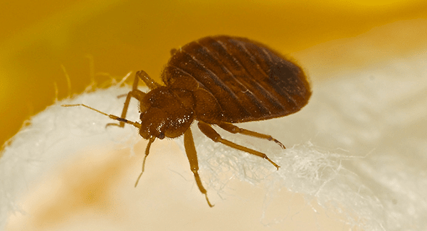 a bed bug on a sheet in massachusetts