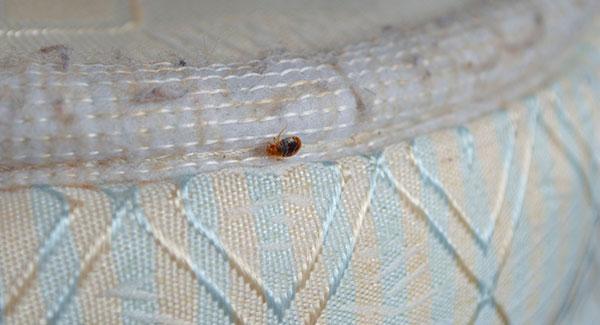 bed bug spotted on mattress
