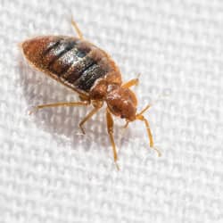 bed bug crawling on bed