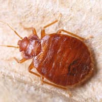 bed bug up close