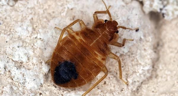 bed bug in rhode island home