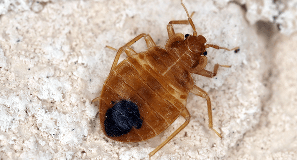 bed bug in home