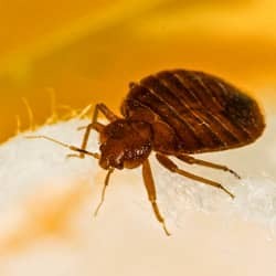 bed bug crawling on a bed