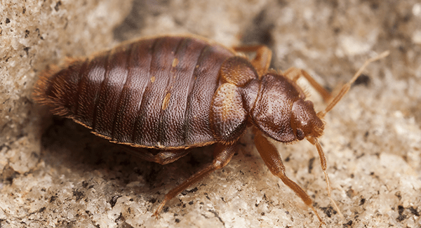 bed bug crawling on floor