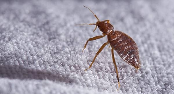 bed bug on a bed