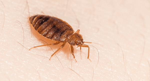 bed bug crawling on skin