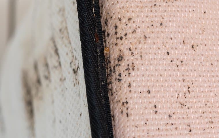 Why Are There Bed Bugs In My Home In Auburn?