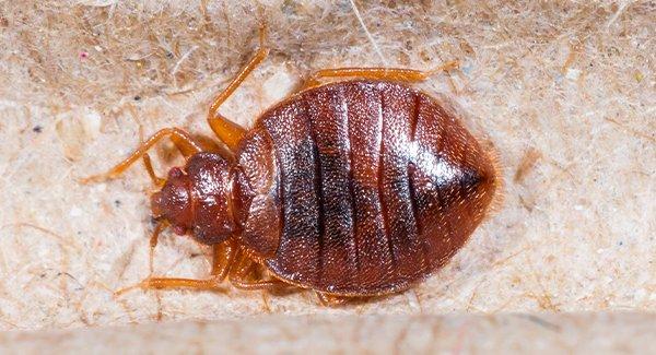 close up view of a bed bug on a blanket