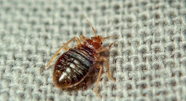 Study ID's Several Bed Bug Repellents That Could Keep Your Luggage Pest-Free