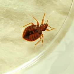 bed bug on a carpet in a portland maine home