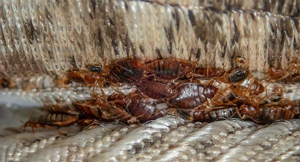 bed bugs on a mattress