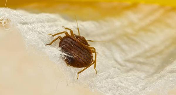 bed bug on frabric