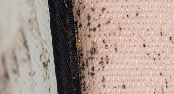 bed bug on mattress