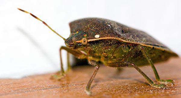 a bed bug on a table