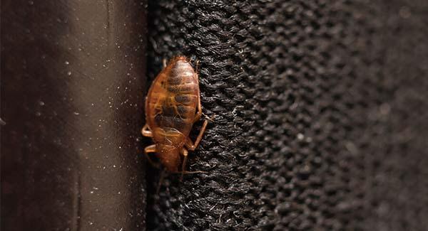 bed bug on upholstery