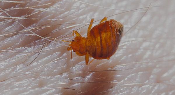 a bed bug on human skin