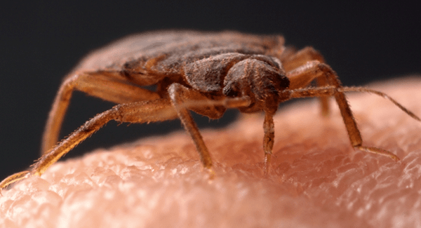bed bug biting skin