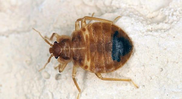 a tiny tiny almost unnoticable bed bug amongst a large colonony of bed bugs infesting a worcester home in massachusettes