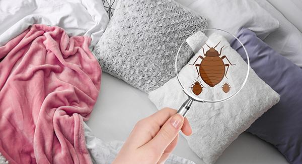 a woman inspecting a bed for bed bugs