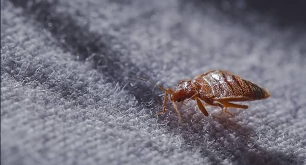 a tiny bed bug crawling along a cotton blanket in a portland maine home