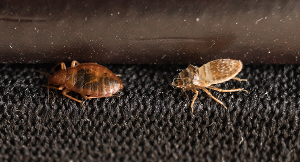 bed bugs crawling on a baseboard