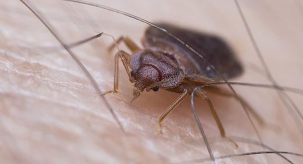 a bed bug crawling on human skin