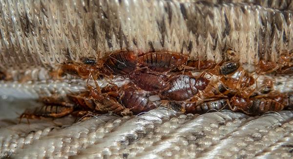 a lot of bed bugs on a mattress