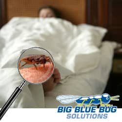 Bed Bugs on Vacation