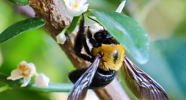 carpenter bee in tree