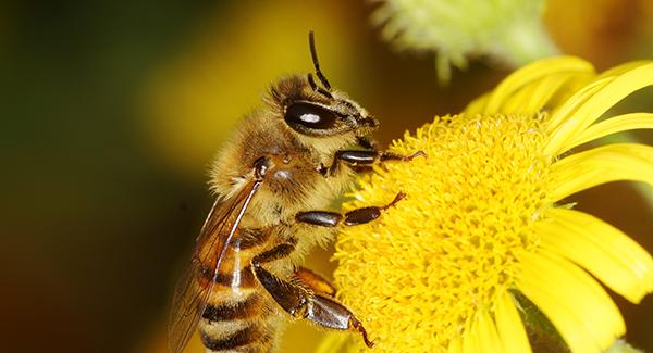 close up of bee on flower