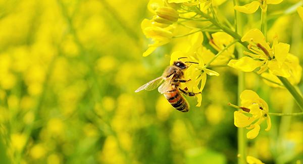 bee up close on flower