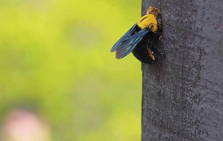a carpenter bee boring into a tree