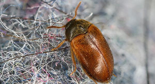 up close image of a beetle inside a home
