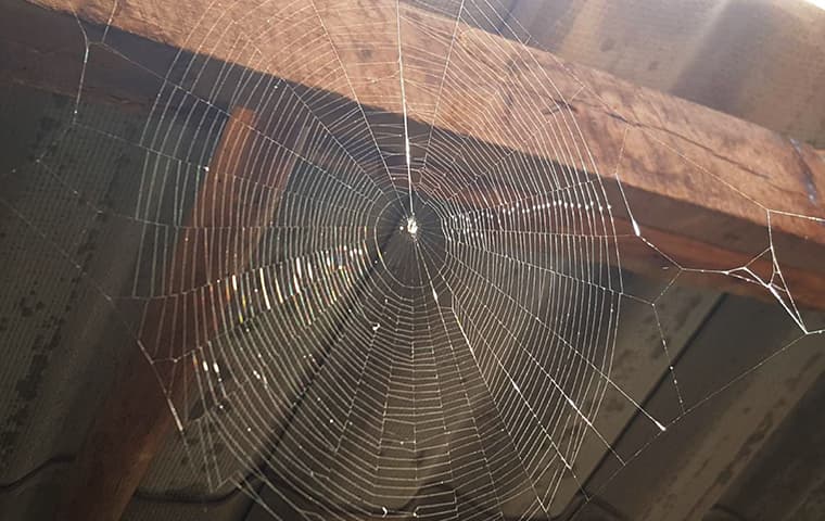a large spider web in an attic