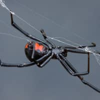 a black widow on a web