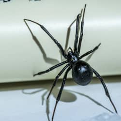 black widow spider in basement