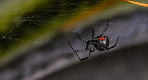 a black wodow spider on a window ledge