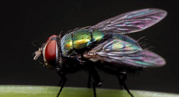 blow fly up close