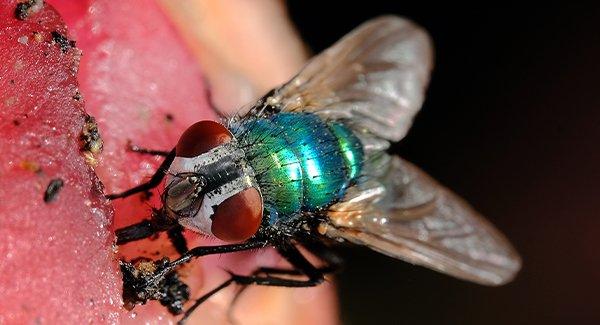 a blow fly on a piece of meat