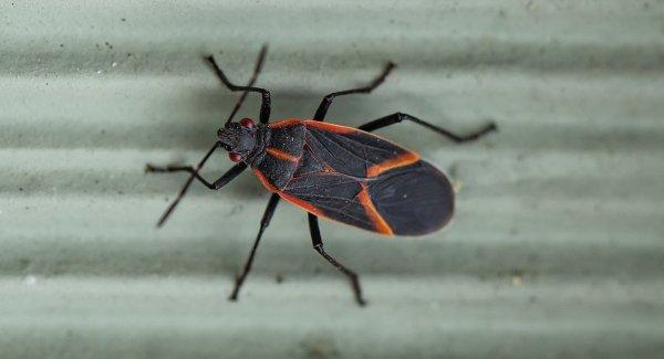 a boxelder bug on a wall