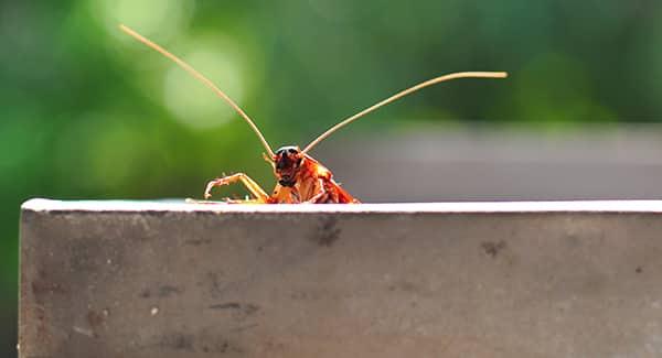 a brown banded cockroach crawling up a new england residents wall as it peaks its head over the top