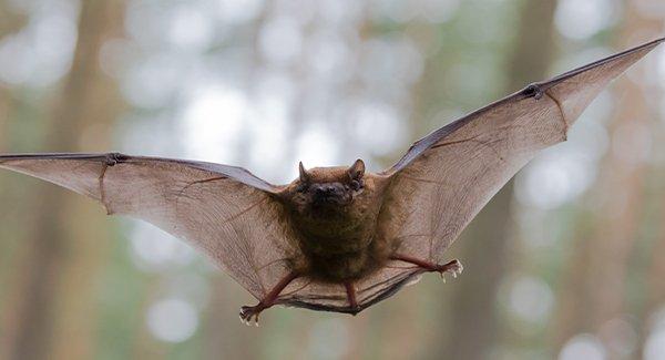 a brown bat flying