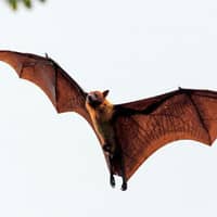 Brown bat