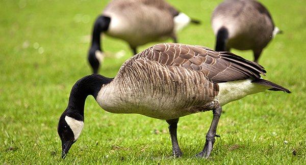 canadian geese on a lawn